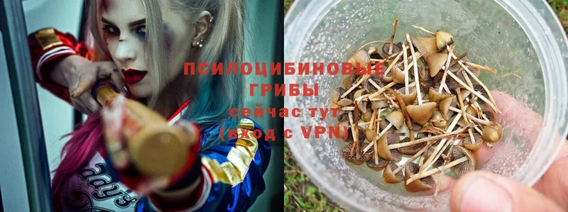 Галлюциногенные грибы GOLDEN TEACHER  Нерехта 